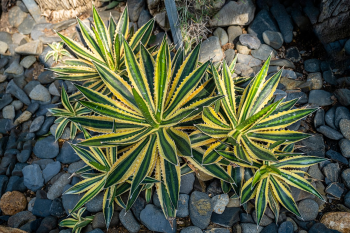 Xương rồng, thực vật, vườn cây, cactus, plants, garden-TieuBaoTruong 5