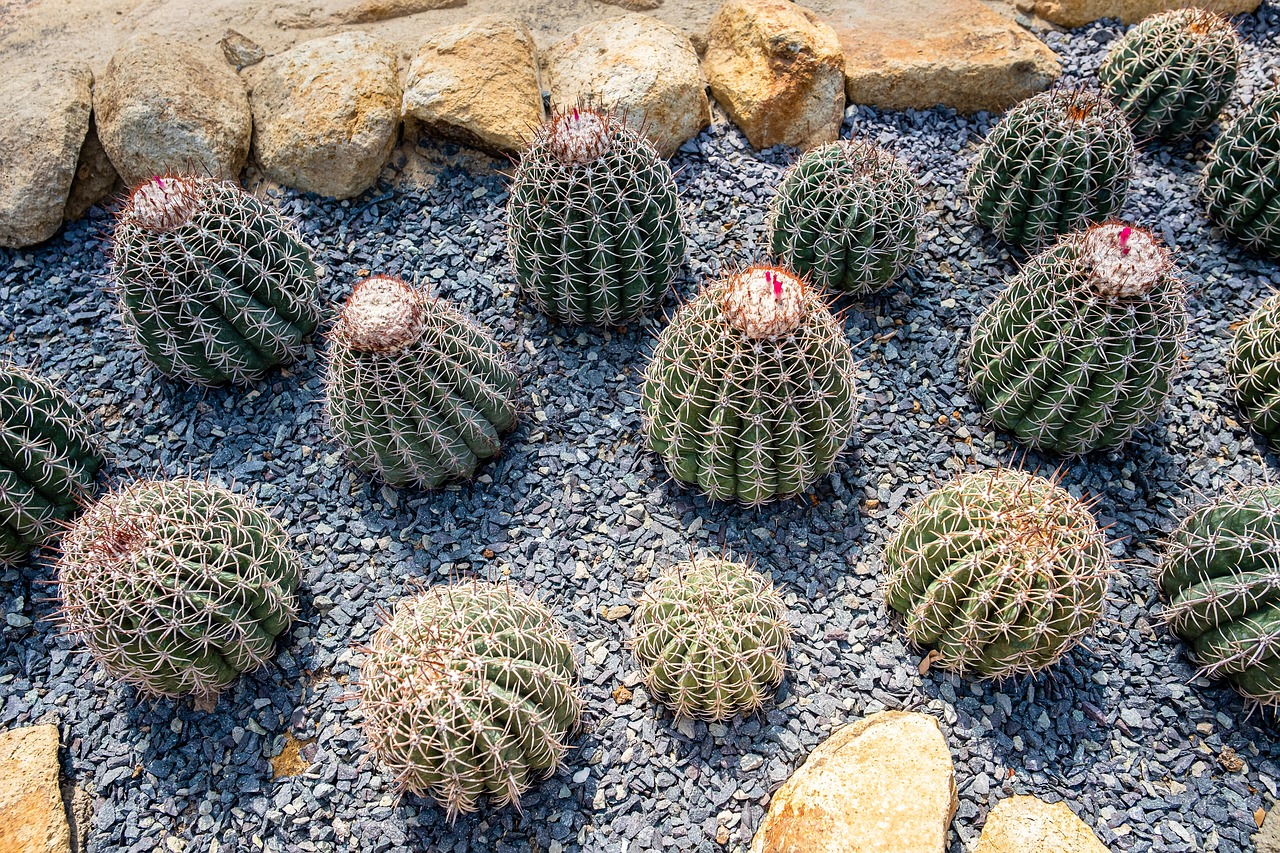 Xương rồng, thực vật, vườn cây, cactus, plants, garden-TieuBaoTruong 6
