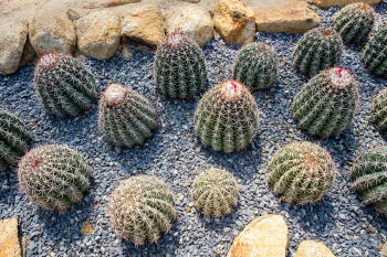 Xương rồng, thực vật, vườn cây, cactus, plants, garden-TieuBaoTruong 6