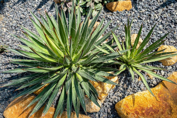 Xương rồng, thực vật, vườn cây, cactus, plants, garden-TieuBaoTruong 7