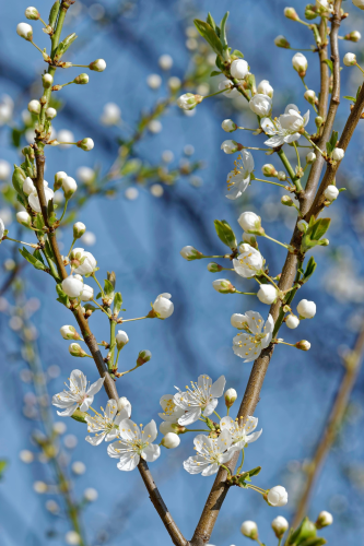 Hoa anh đào,  cherry blossom, hoa, màu trắng, hoa nở, thực vật, white, flower, white flower -GerBar