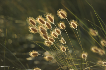 Grass, cỏ, fluffy, mềm mại, sunlight, ánh sáng, nature, thiên nhiên, wild, hoang dã- Pumuki111