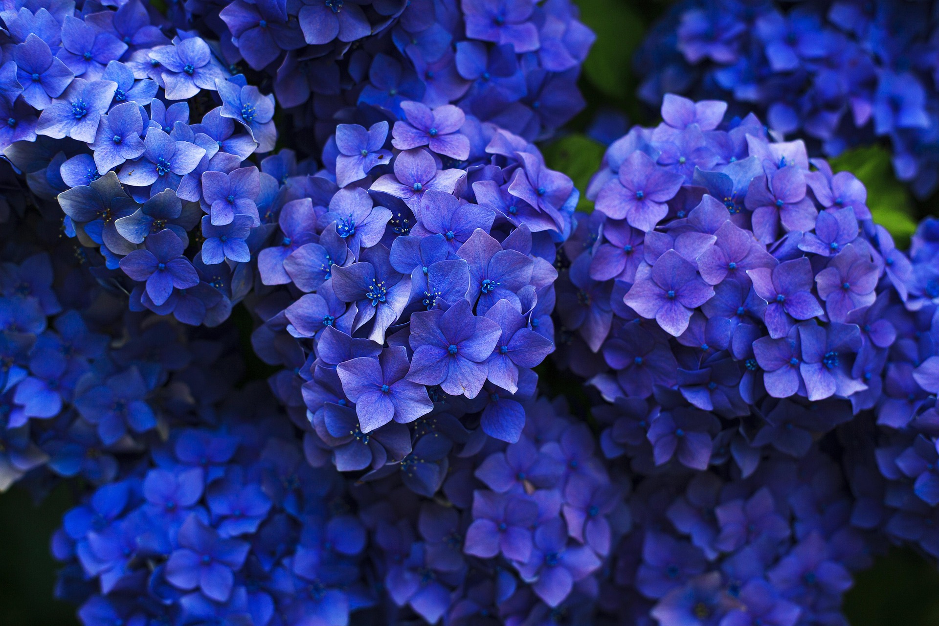 Cẩm tú cầu, hoa, màu tím, hoa nở, thực vật, flower, purple flower, blooming, plant - Pexels 13