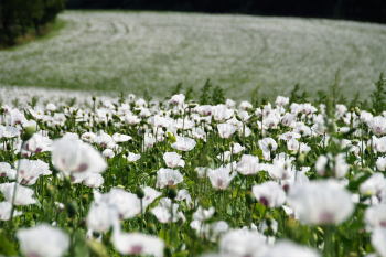 Hoa anh túc, Poppy, hoa, màu trắng, hoa nở, thực vật, white, flower, white flower -ivabalk