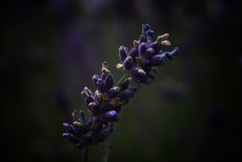 Lavender, hoa, màu tím, hoa nở, thực vật,  purple, flower,  purple flower- Tho-Ge