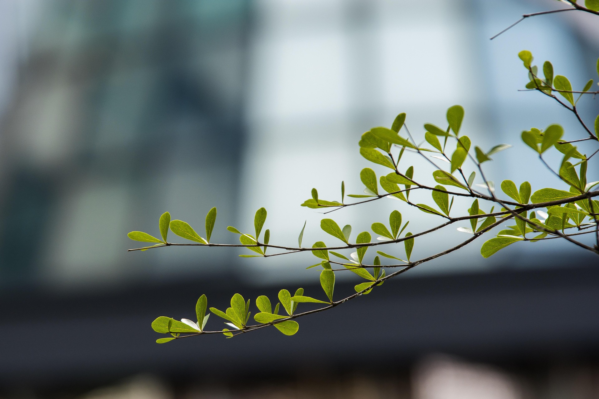 Cây, tree, thiên nhiên, natural- vutrantv 1