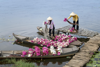 Hoa súng, xuồng gỗ, hái hoa, water lily, wooden boat, flower picking - Quangpraha 4