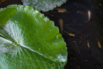 Hoa súng, water lily,hoa, màu trắng, hoa nở, thực vật, white, flower, white flower-TieuBaoTruong 2