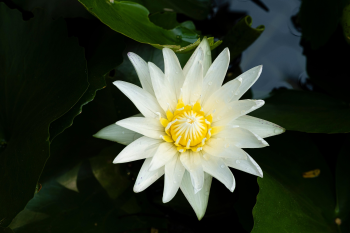 Hoa súng, water lily,hoa, màu trắng, hoa nở, thực vật, white, flower, white flower-TieuBaoTruong 3