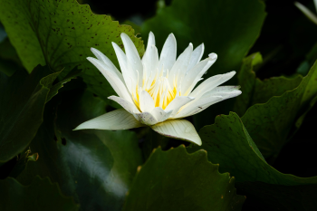 Hoa súng, water lily,hoa, màu trắng, hoa nở, thực vật, white, flower, white flower-TieuBaoTruong 4