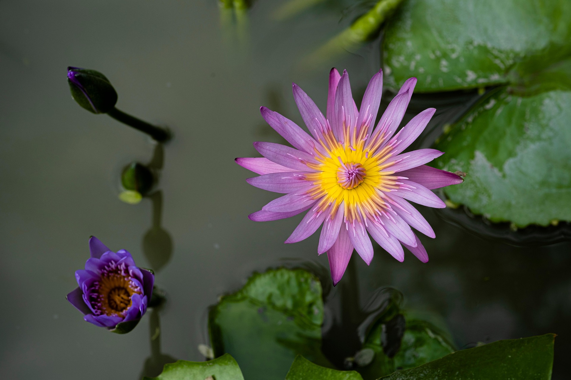 Hoa súng, water lily, màu tím, hoa nở, thực vật,  purple, flower,  purple flower-TieuBaoTruong 1