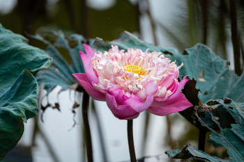 Hoa sen, lotus, hoa, màu hồng, hoa nở, thực vật, pink, flower, pink flower-TieuBaoTruong 2