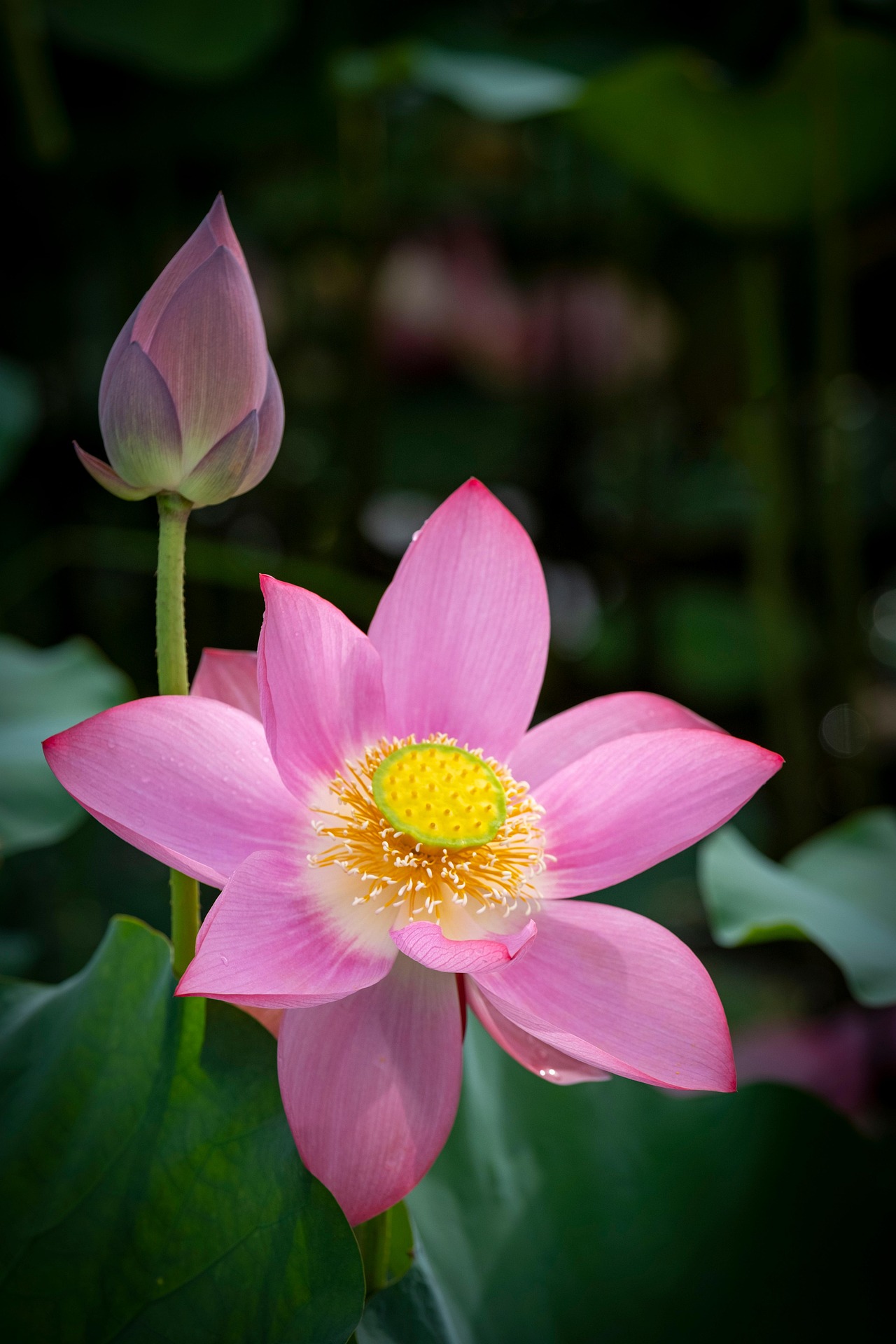 Đầm sen, sen, cánh đồng, lotus pond, lotus, field- CUONG_ART 4