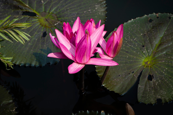 Hoa sen, lotus, hoa, màu hồng, hoa nở, thực vật, pink, flower, pink flower-TieuBaoTruong 4