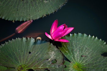 Hoa sen, lotus, hoa, màu hồng, hoa nở, thực vật, pink, flower, pink flower-TieuBaoTruong 5