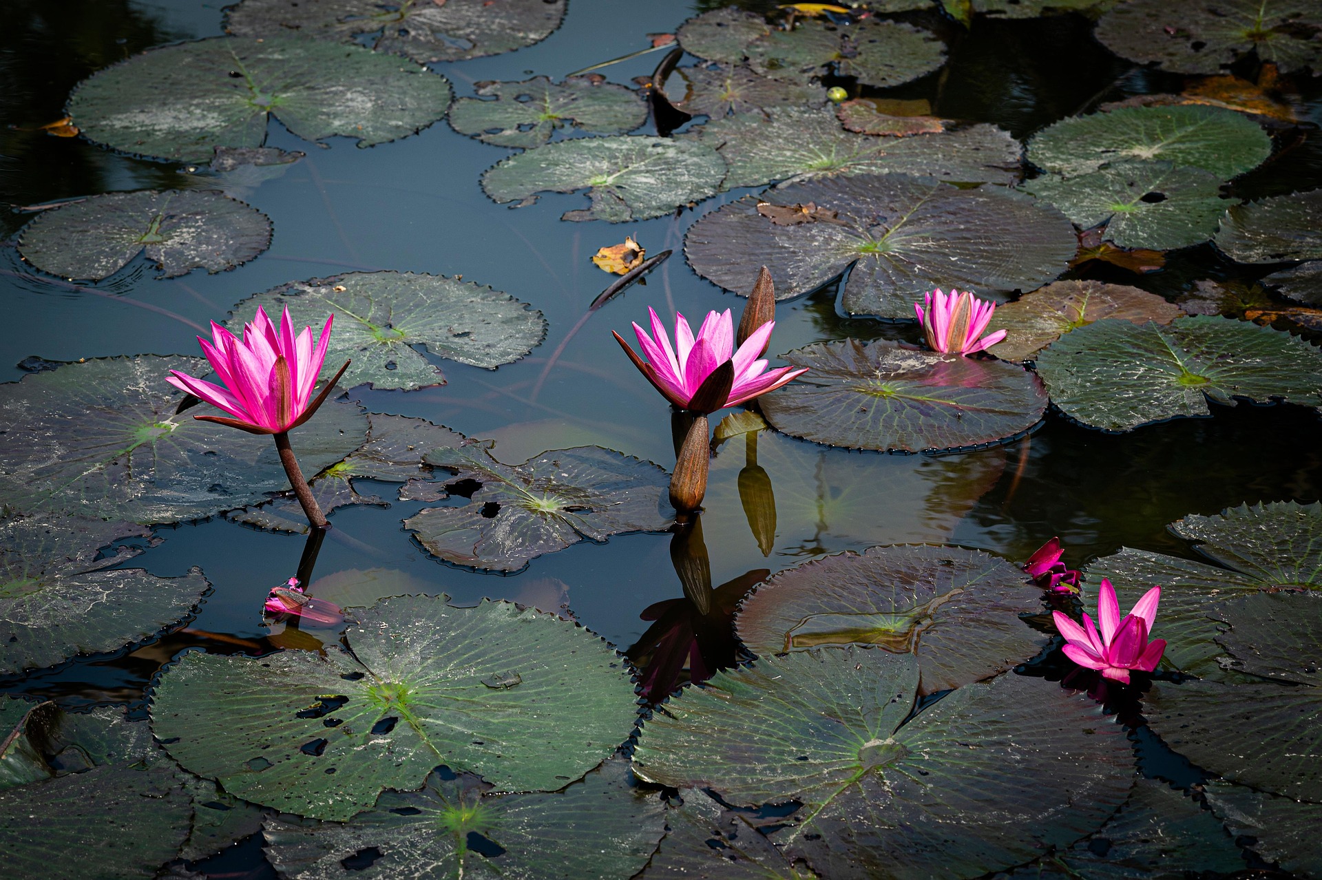 Hoa sen, lotus, hoa, màu hồng, hoa nở, thực vật, pink, flower, pink flower-TieuBaoTruong 6