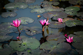 Hoa sen, lotus, hoa, màu hồng, hoa nở, thực vật, pink, flower, pink flower-TieuBaoTruong 6