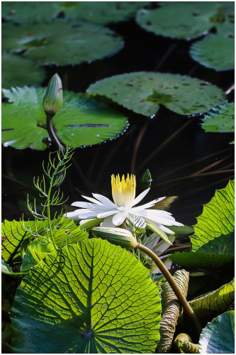 Hoa súng, water lily,hoa, màu trắng, hoa nở, thực vật, white, flower, white flower-TieuBaoTruong 5