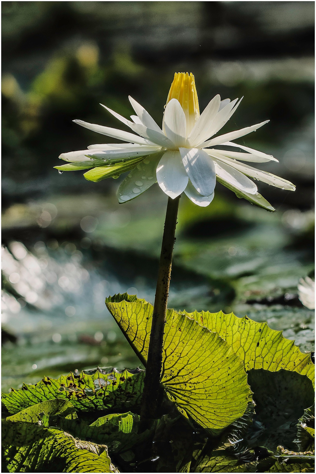 Hoa súng, water lily,hoa, màu trắng, hoa nở, thực vật, white, flower, white flower-TieuBaoTruong 1