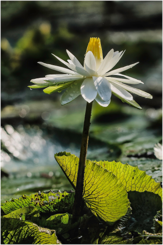 Hoa súng, water lily,hoa, màu trắng, hoa nở, thực vật, white, flower, white flower-TieuBaoTruong 1