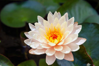 Hoa sen, lotus, hoa, torch ginger, màu hồng, hoa nở, thực vật, pink, flower, pink flower, blooming, plant-phamthe113