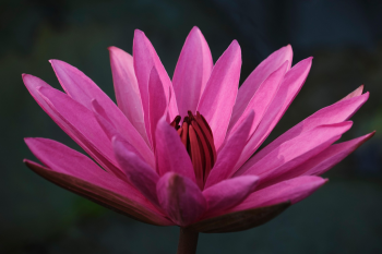 Hoa sen, lotus, hoa, màu hồng, hoa nở, thực vật, pink, flower, pink flower-TieuBaoTruong 8