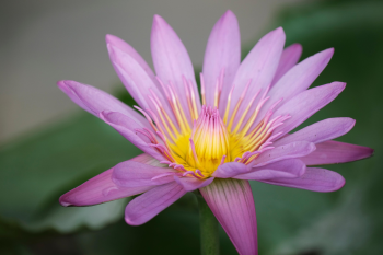 Hoa sen, lotus, hoa, màu hồng, hoa nở, thực vật, pink, flower, pink flower-TieuBaoTruong 10