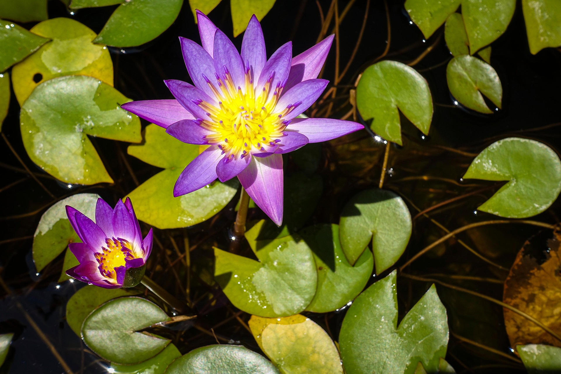 Hoa súng, water lily, màu tím, hoa nở, thực vật,  purple, flower,  purple flower-TieuBaoTruong 3