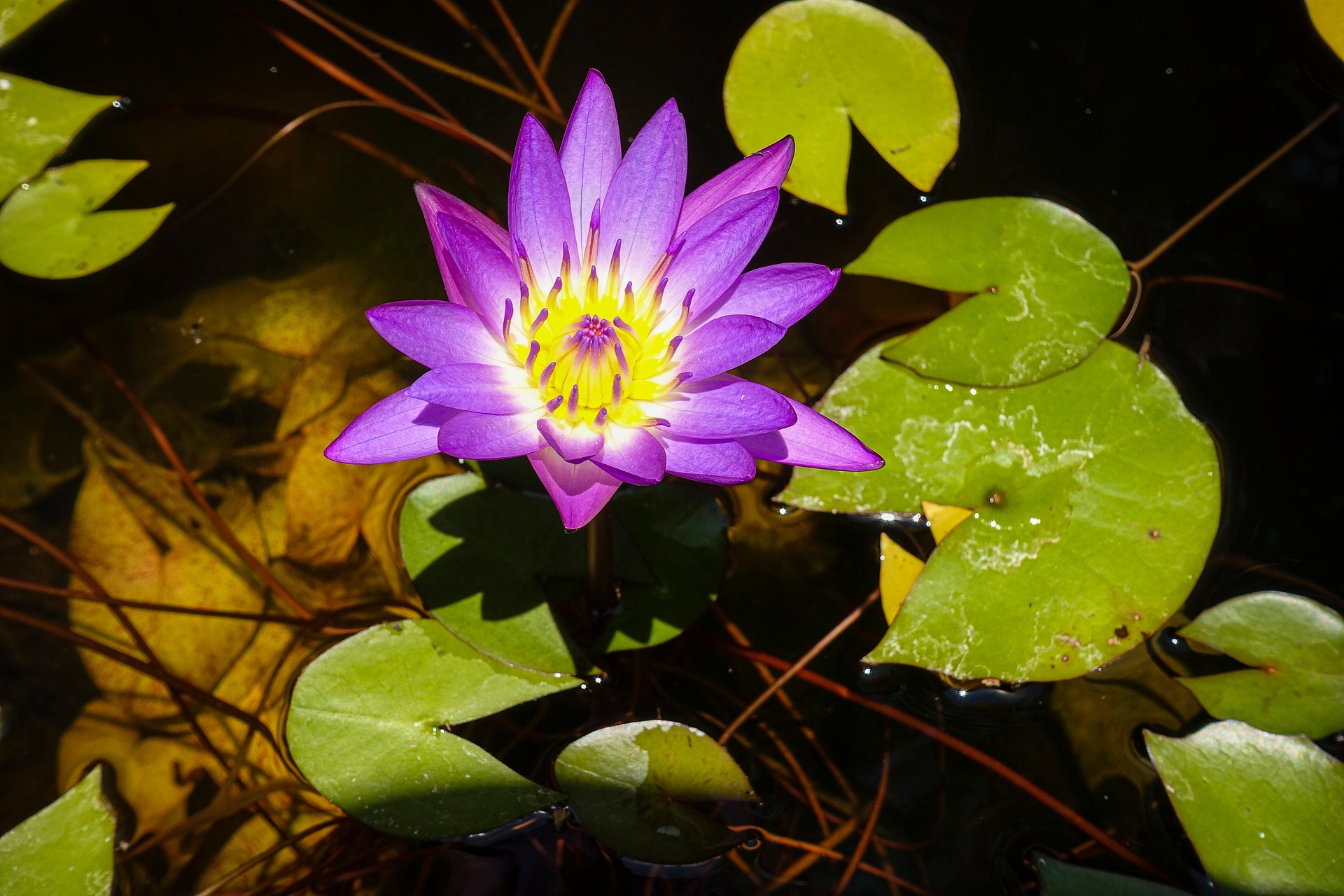 Hoa súng, water lily, màu tím, hoa nở, thực vật,  purple, flower,  purple flower-TieuBaoTruong 4