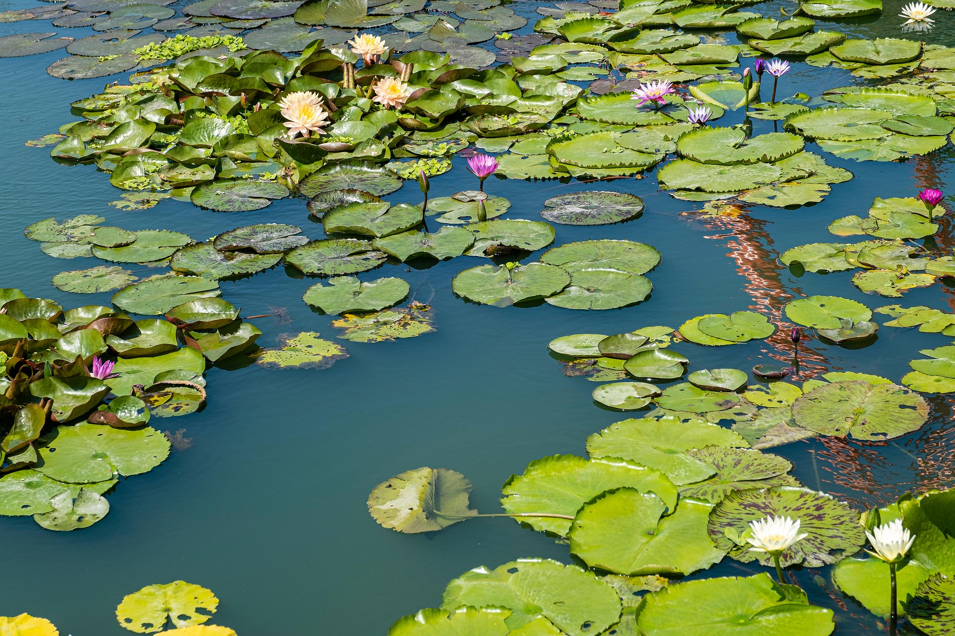 Hoa súng, water lily, màu tím, hoa nở, thực vật,  purple, flower,  purple flower-TieuBaoTruong 5
