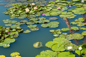 Hoa súng, water lily, màu tím, hoa nở, thực vật,  purple, flower,  purple flower-TieuBaoTruong 5