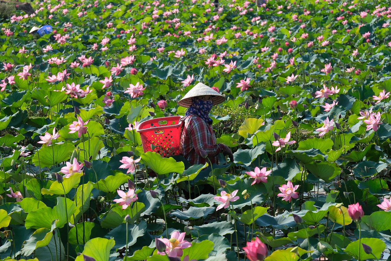 Đầm sen, sen, cánh đồng, lotus pond, lotus, field- CUONG_ART 1