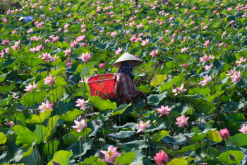 Đầm sen, sen, cánh đồng, lotus pond, lotus, field- CUONG_ART 1