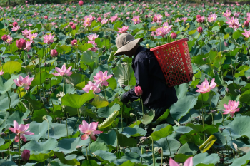 Đầm sen, sen, cánh đồng, lotus pond, lotus, field- CUONG_ART 2