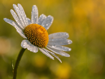 Hoa cúc, daisy, chrysanthemum, hoa, màu trắng, hoa nở, thực vật, white, flower, white flower - Johnny_martin_hetto