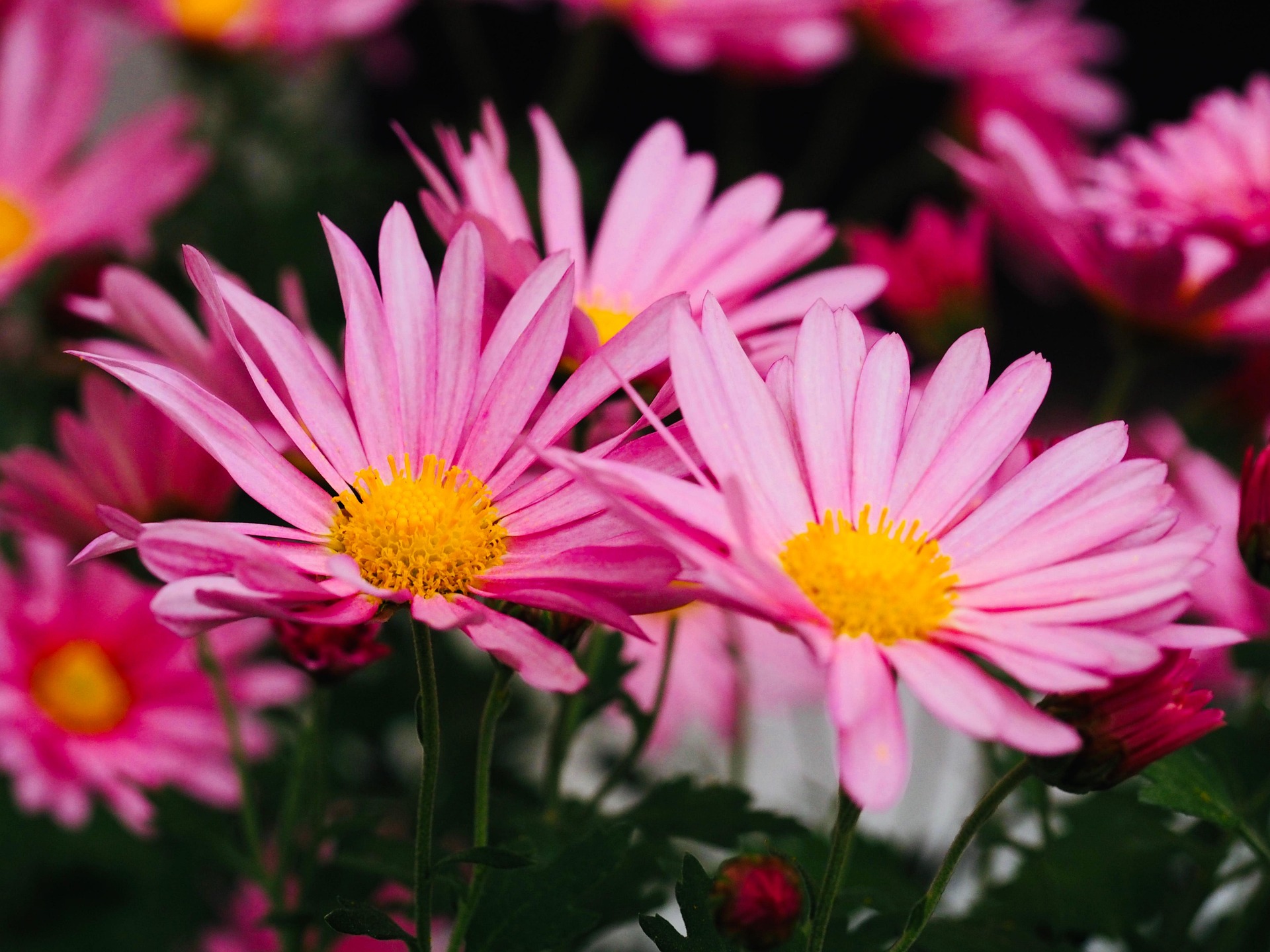 Hoa cúc, daisy, chrysanthemum, hoa, màu tím, hoa nở, thực vật, purple, flower, purple flower - milky_way_shore