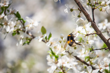 Hoa anh đào,  cherry blossom, hoa, màu trắng, hoa nở, thực vật, white, flower, white flower -MolnarSzabolcsErdely