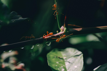 Lá, con kiến,kiến vàng, thực vật, ant, yellow ant, leaves, plants - Pexels