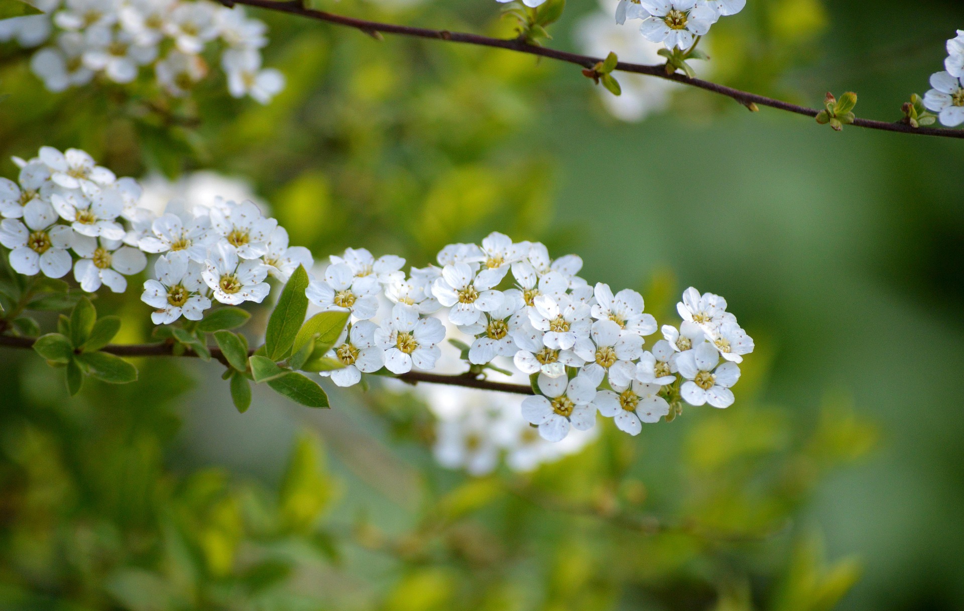 Hoa anh đào,  cherry blossom, hoa, màu trắng, hoa nở, thực vật, white, flower, white flower -neelam279