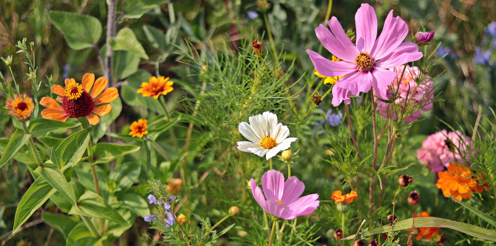 Hoa cúc, daisy, chrysanthemum, hoa, màu tím, hoa nở, thực vật, purple, flower, purple flower - NoName_13