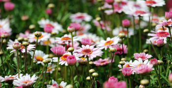 Hoa cúc, chrysanthemum, daisy, hoa, màu hồng, hoa nở, thực vật, pink, flower, pink flower - NoName_13