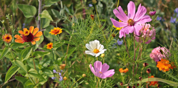 Hoa cúc, daisy, chrysanthemum, hoa, màu tím, hoa nở, thực vật, purple, flower, purple flower - NoName_13