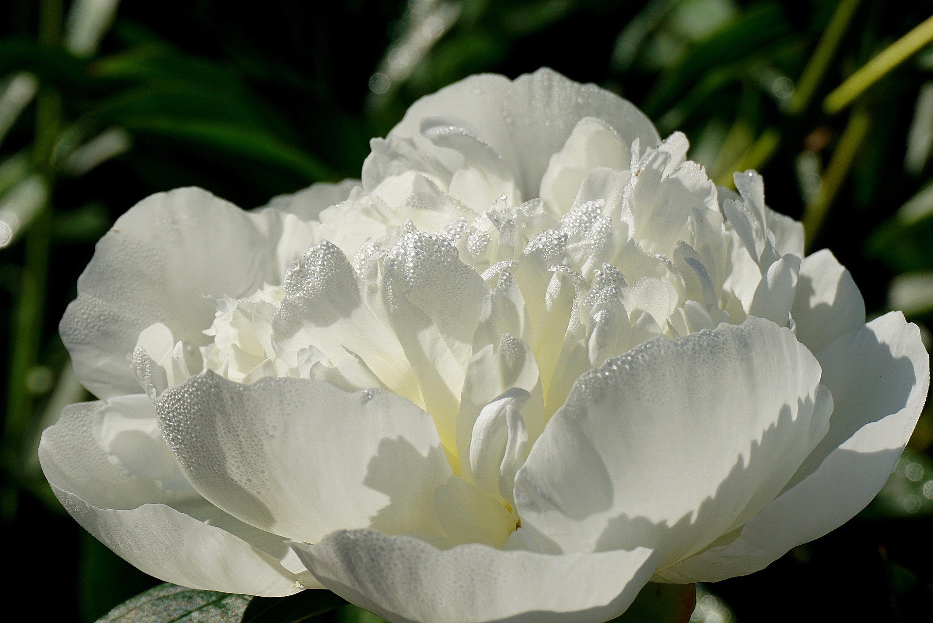 Peony, hoa mẫu đơn, hoa, màu trắng, hoa nở, thực vật, white, flower, white flower - Nowaja