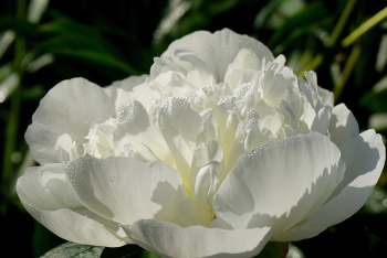 Peony, hoa mẫu đơn, hoa, màu trắng, hoa nở, thực vật, white, flower, white flower - Nowaja