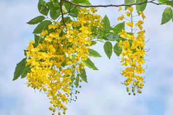 Hoa nữ hoàng, hoa, màu vàng, hoa nở, thực vật, yellow,flower, yellow, flower-TieuBaoTruong