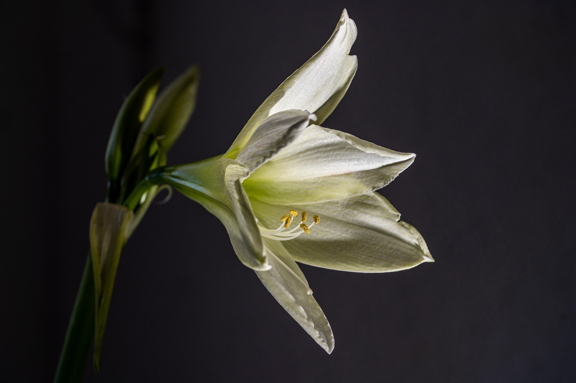 Hoa ly,  Lily, hoa, màu trắng, hoa nở, thực vật, white, flower, white flower - Par26drome