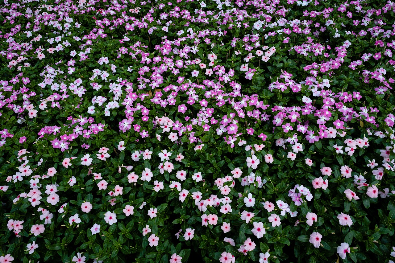 Cây dừa cạn, Periwinkle, hoa, màu hồng, hoa nở, thực vật, pink, flower, pink flower-TieuBaoTruong
