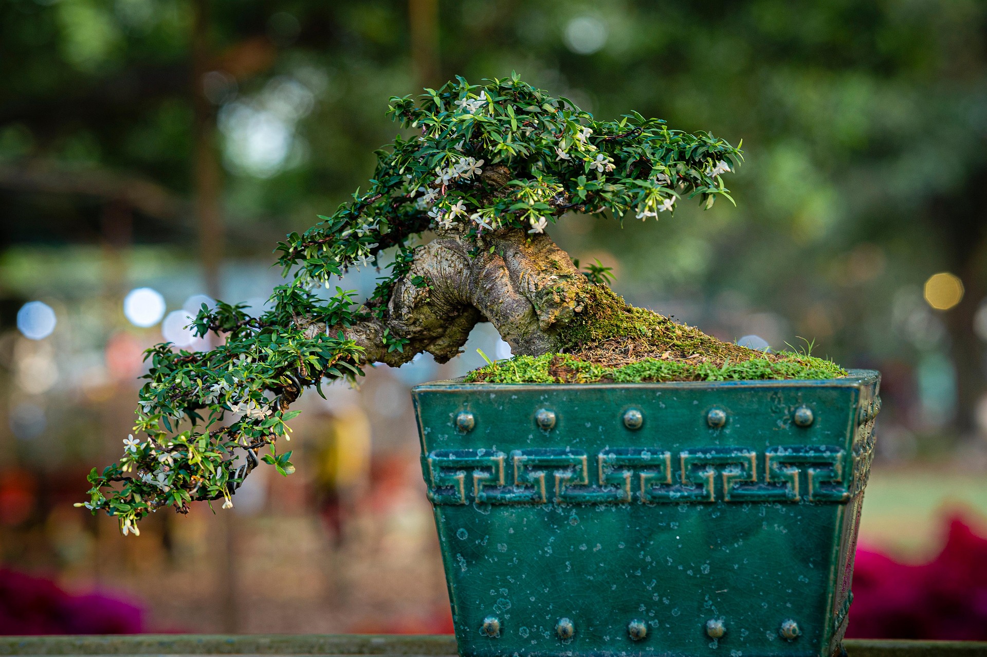 Cây, tree, bonsai, thực vật, plants-TieuBaoTruong 1