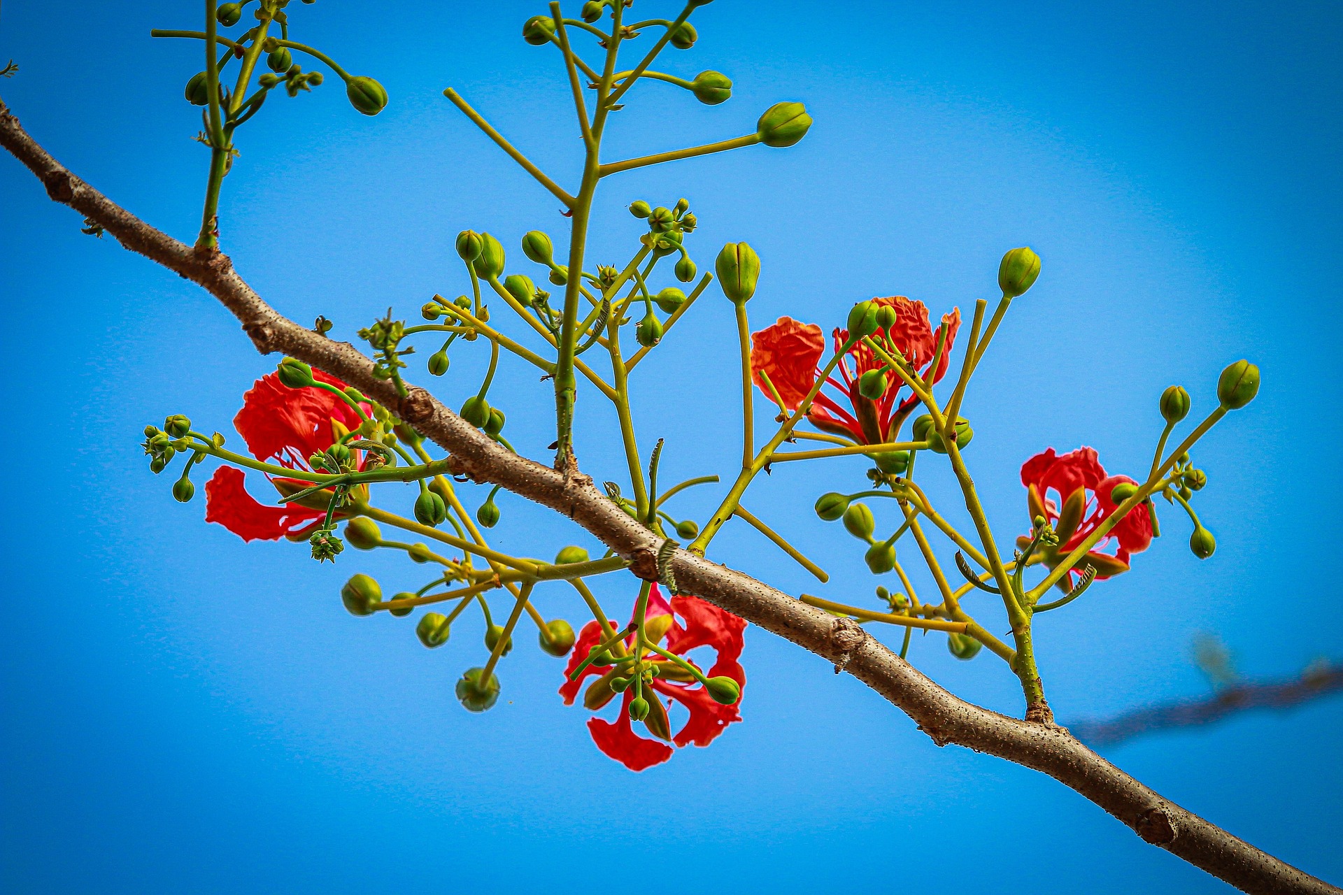 Hoa phượng, Poinciana flower, màu đỏ, hoa nở, thực vật, red, flower, red flower, blooming, plant- nguyenvanmenkc 1