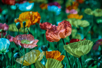 Hoa anh túc, hoa, hoa nở, thực vật, poppy flowers, flower, blooming, plant - Pexels